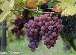 gerwurztraminer grapes